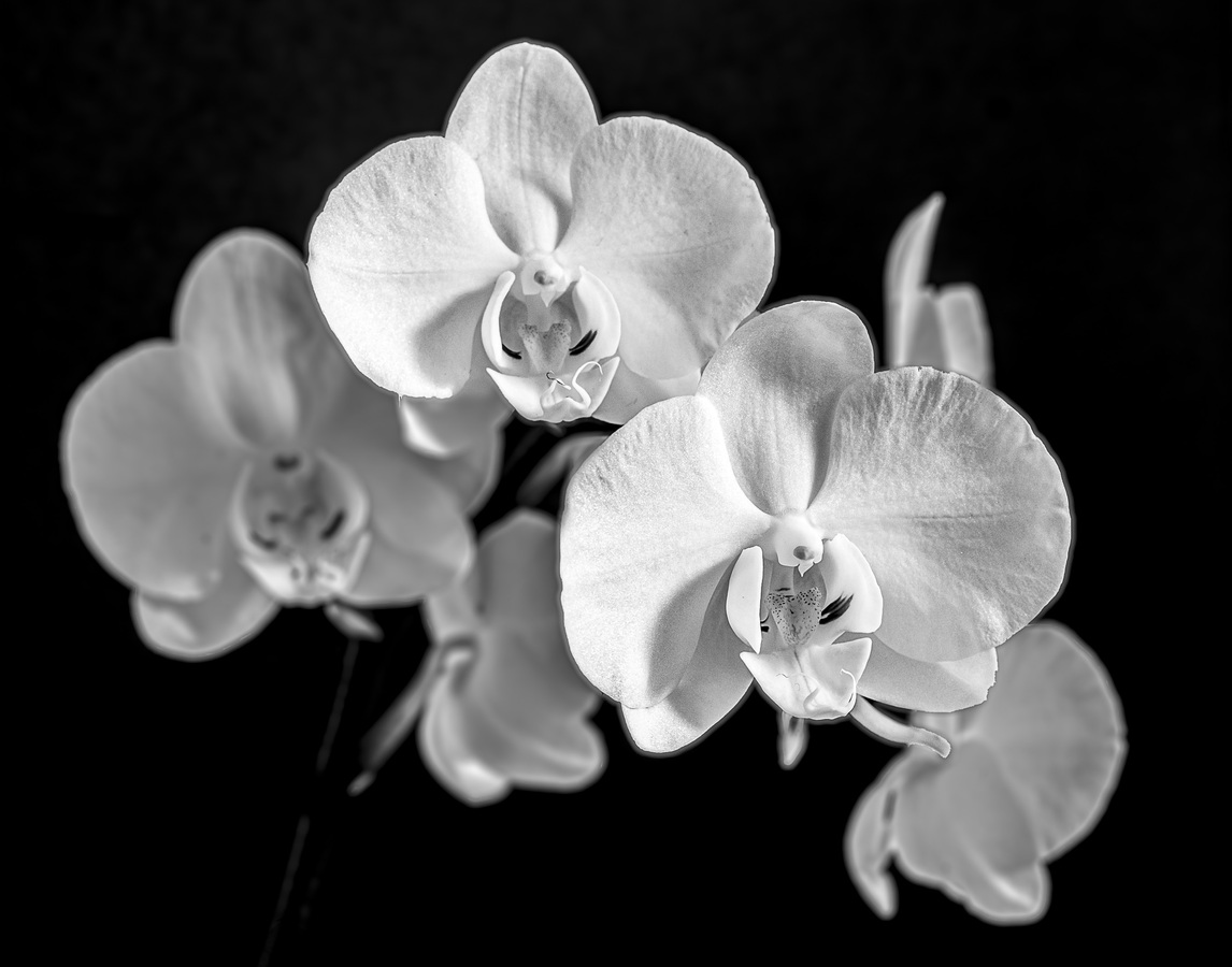 4th - Christmas Orchid - Neville Holmes